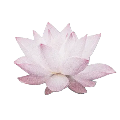 연꽃
